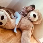 Главная - Teddyway
